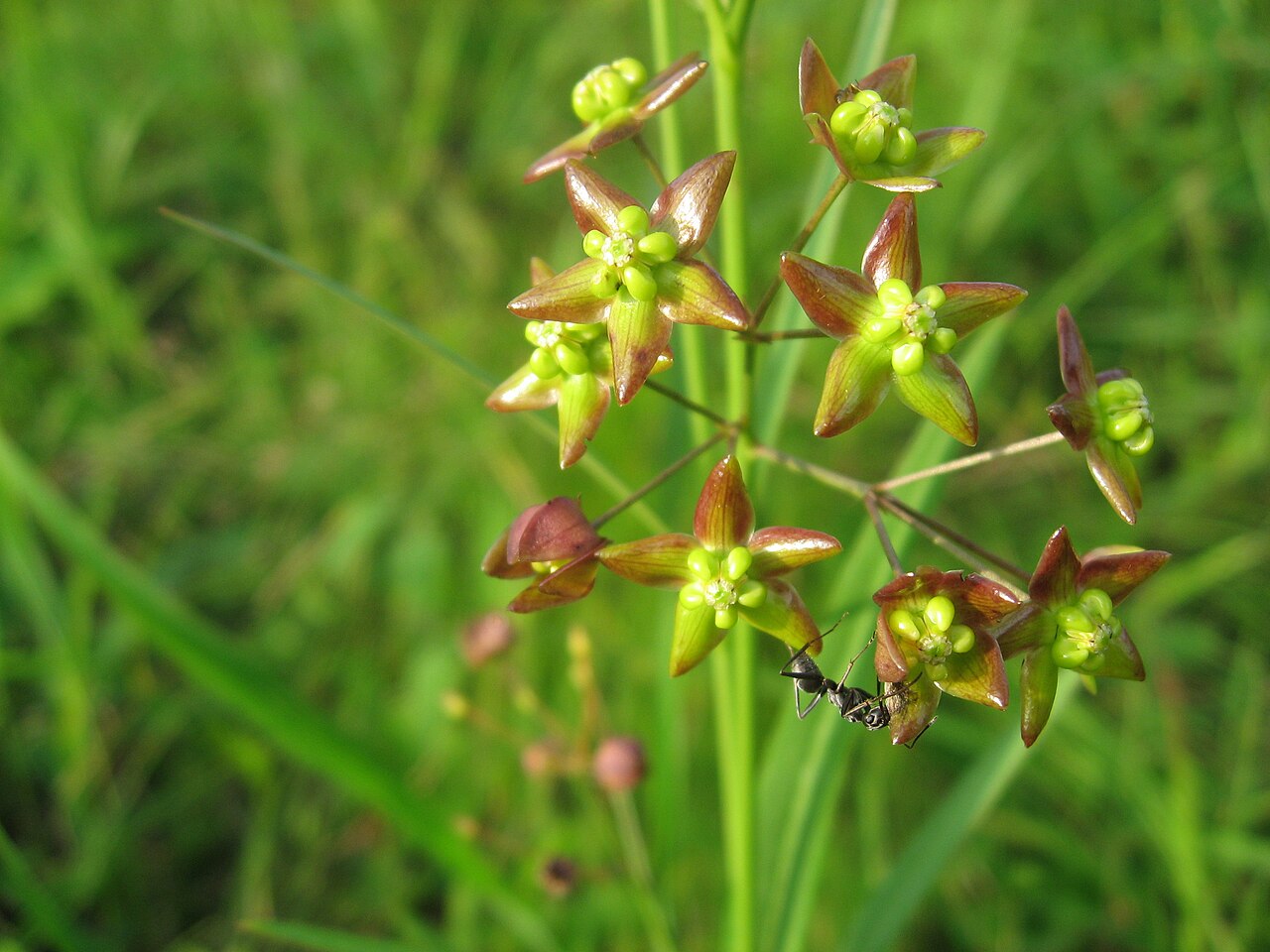 Cynanchum paniculatum