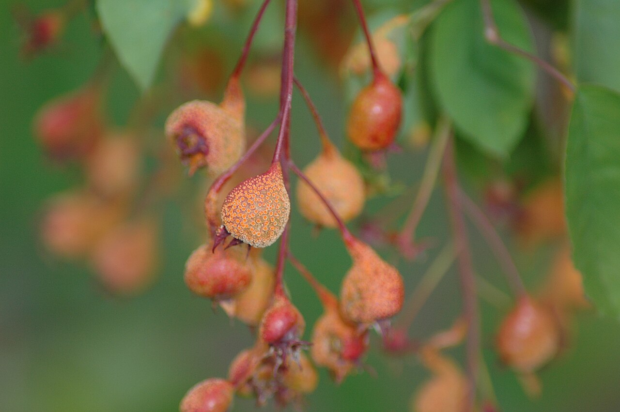 Gymnosporangium libocedri