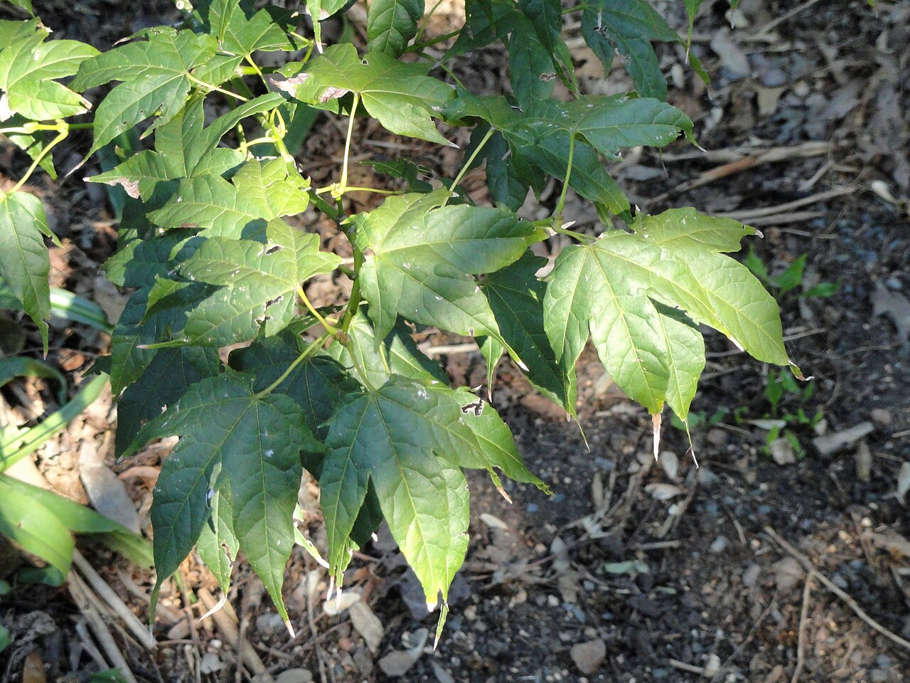Acer elegantulum