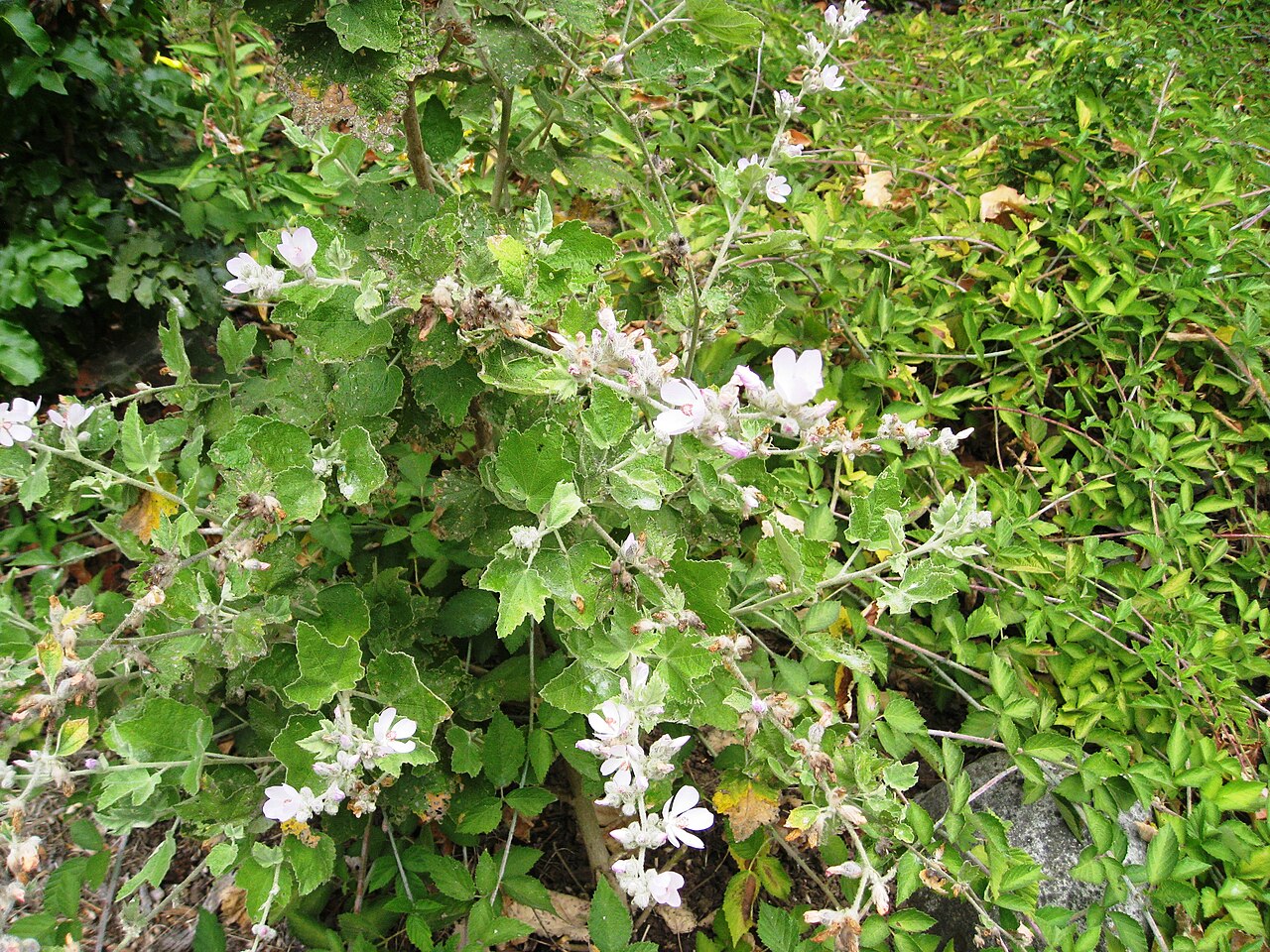Malacothamnus clementinus