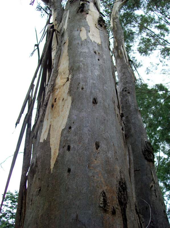 Cabbage gum