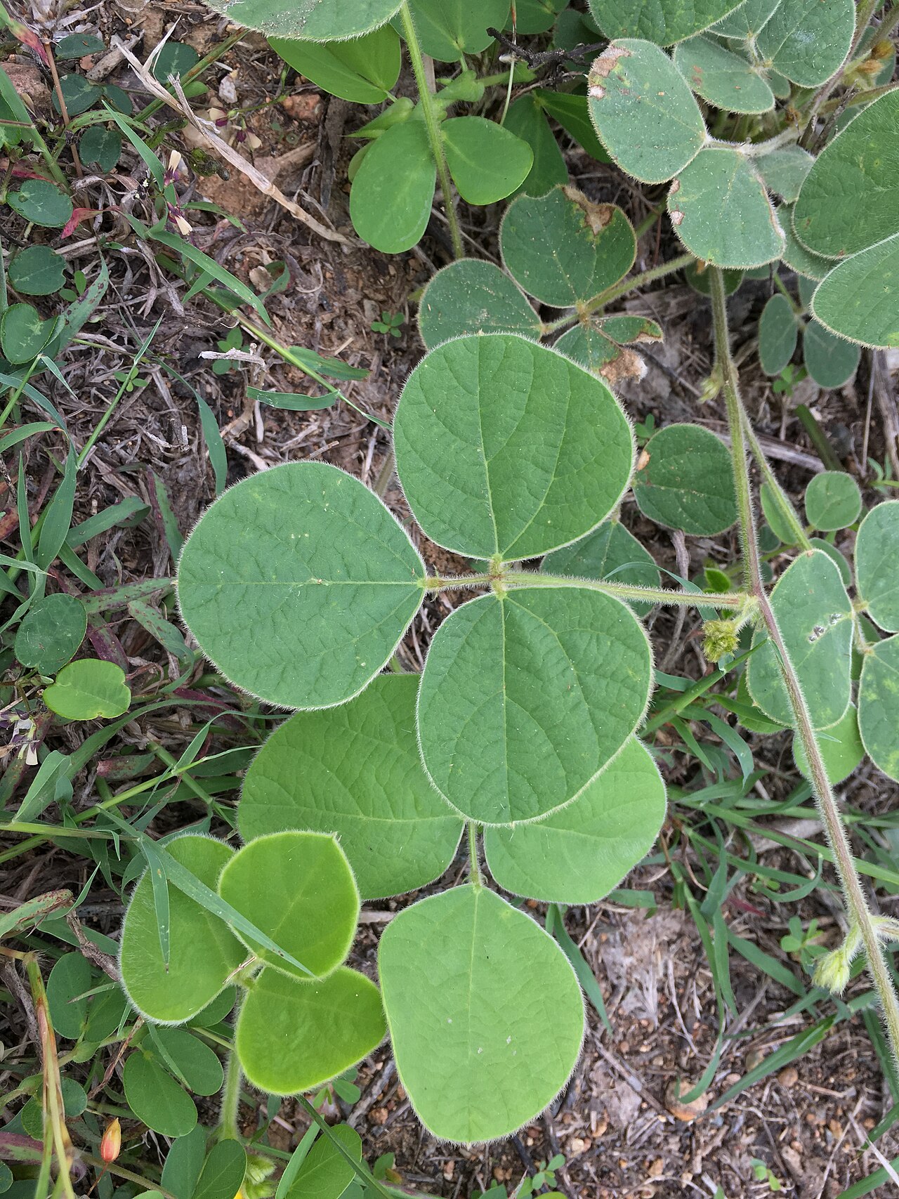 Macroptilium martii