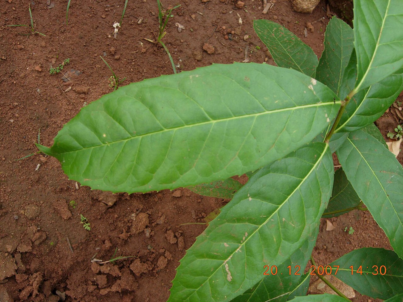 Olea glandulifera