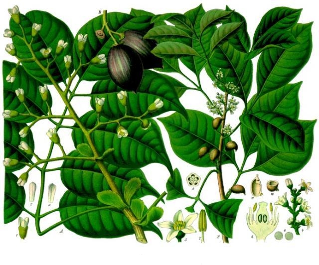 Canarium luzonicum