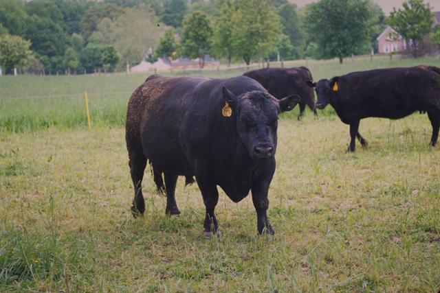 American Angus