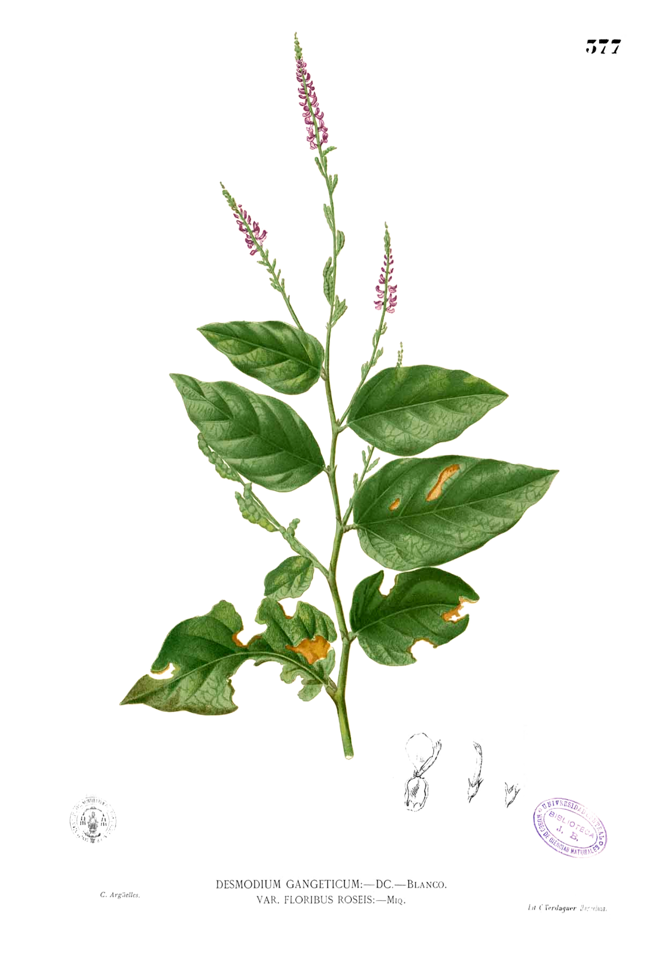 Pleurolobus gangeticus
