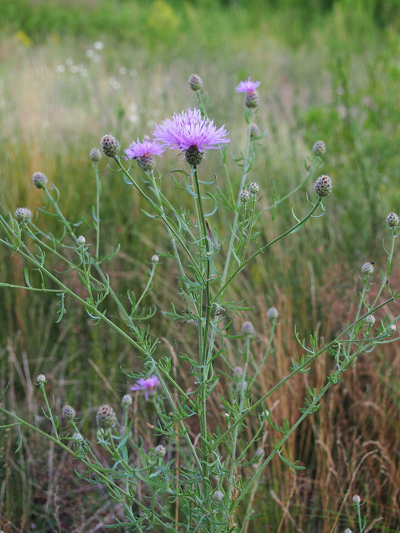 Centaurea stoebe