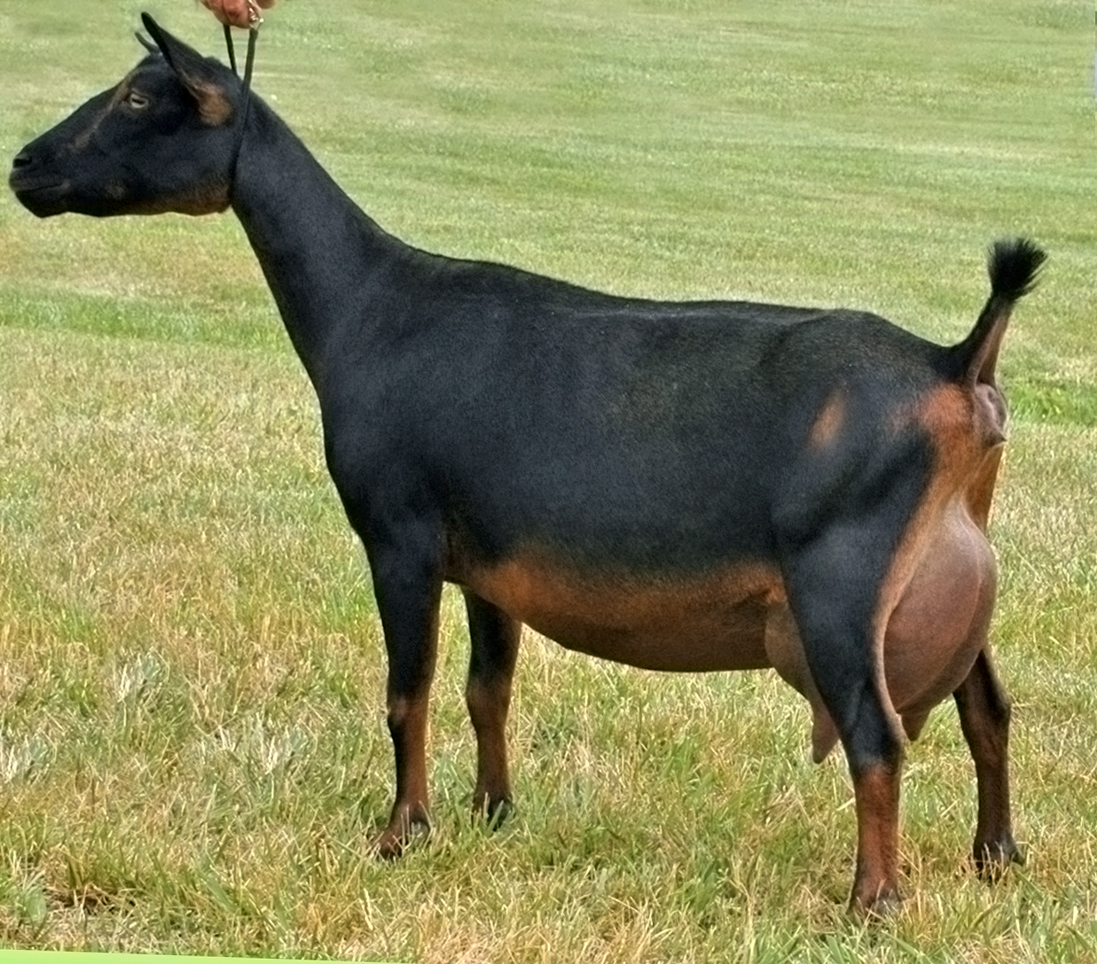Nigerian Dwarf