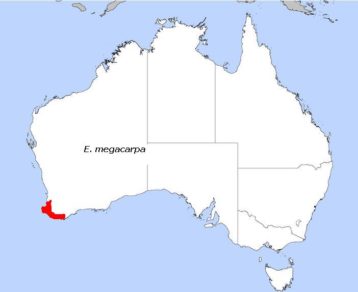 Eucalyptus megacarpa