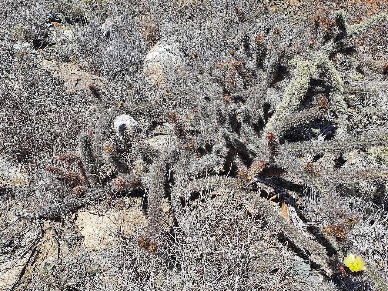 Cylindropuntia santamaria