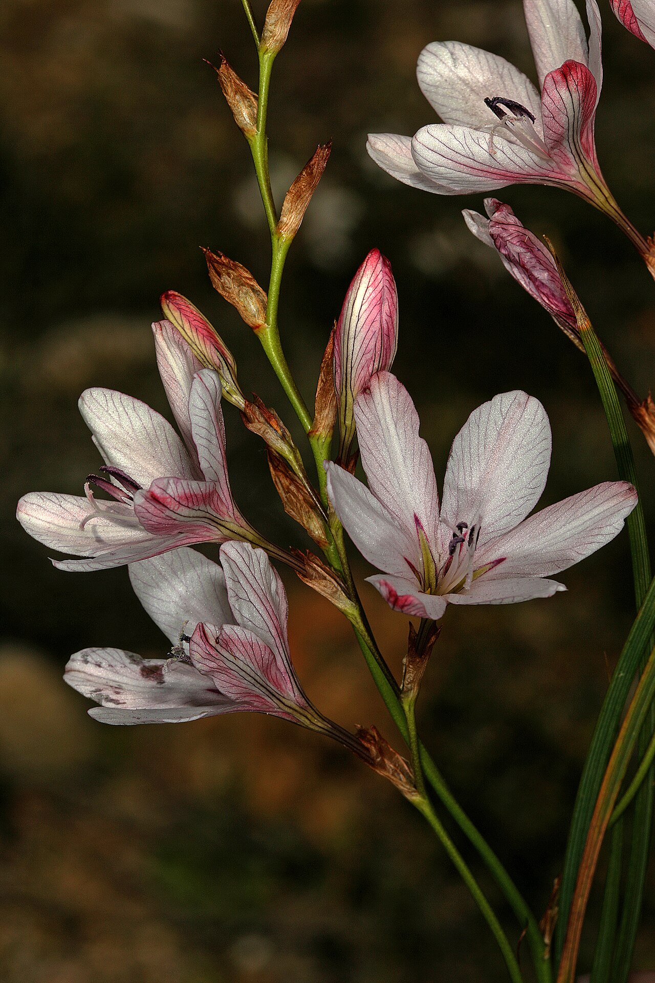 Tritonia bakeri
