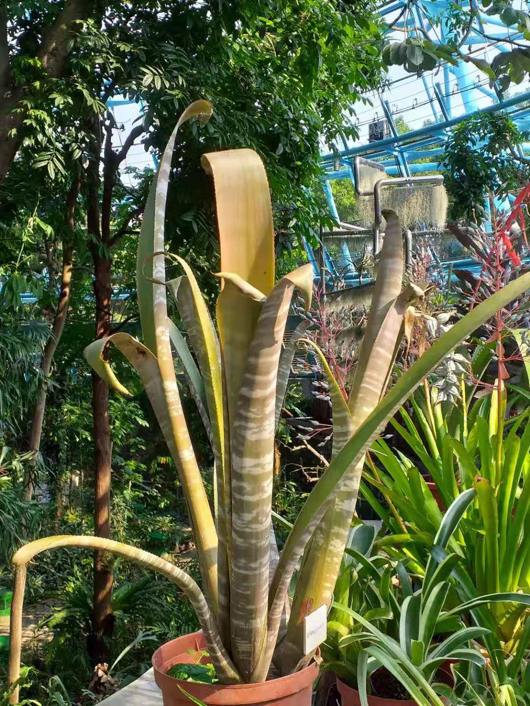 Billbergia vittata