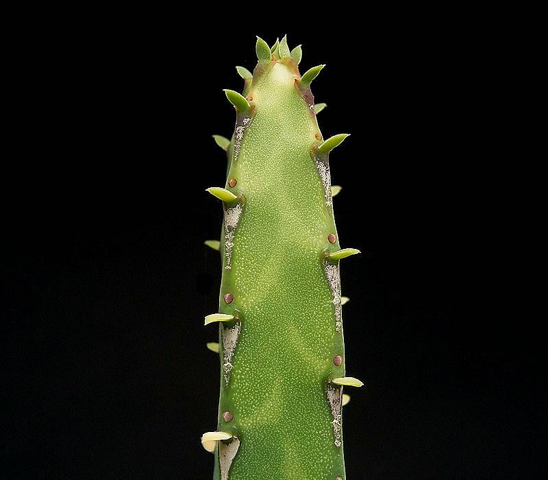 Euphorbia heterochroma