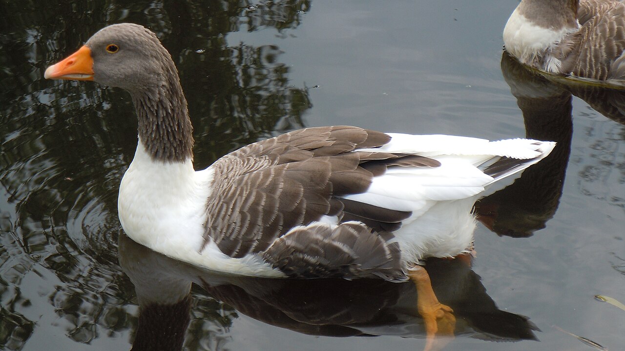 Öland Goose