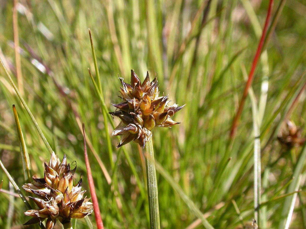 Carex maritima