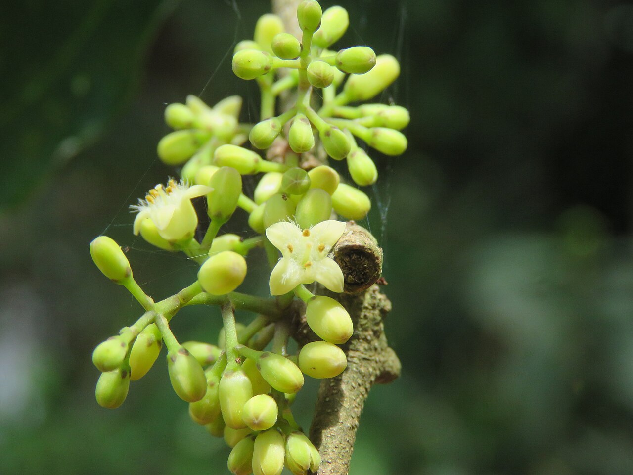 Strychnos dalzellii