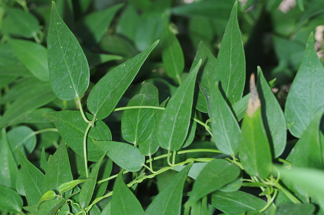 Orthosia retinaculata