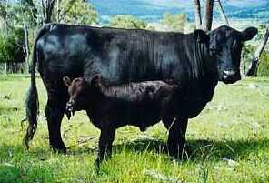 Dexter cattle