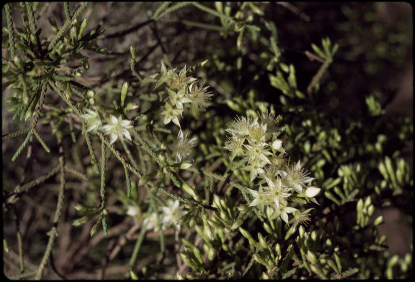 Calytrix arborescens