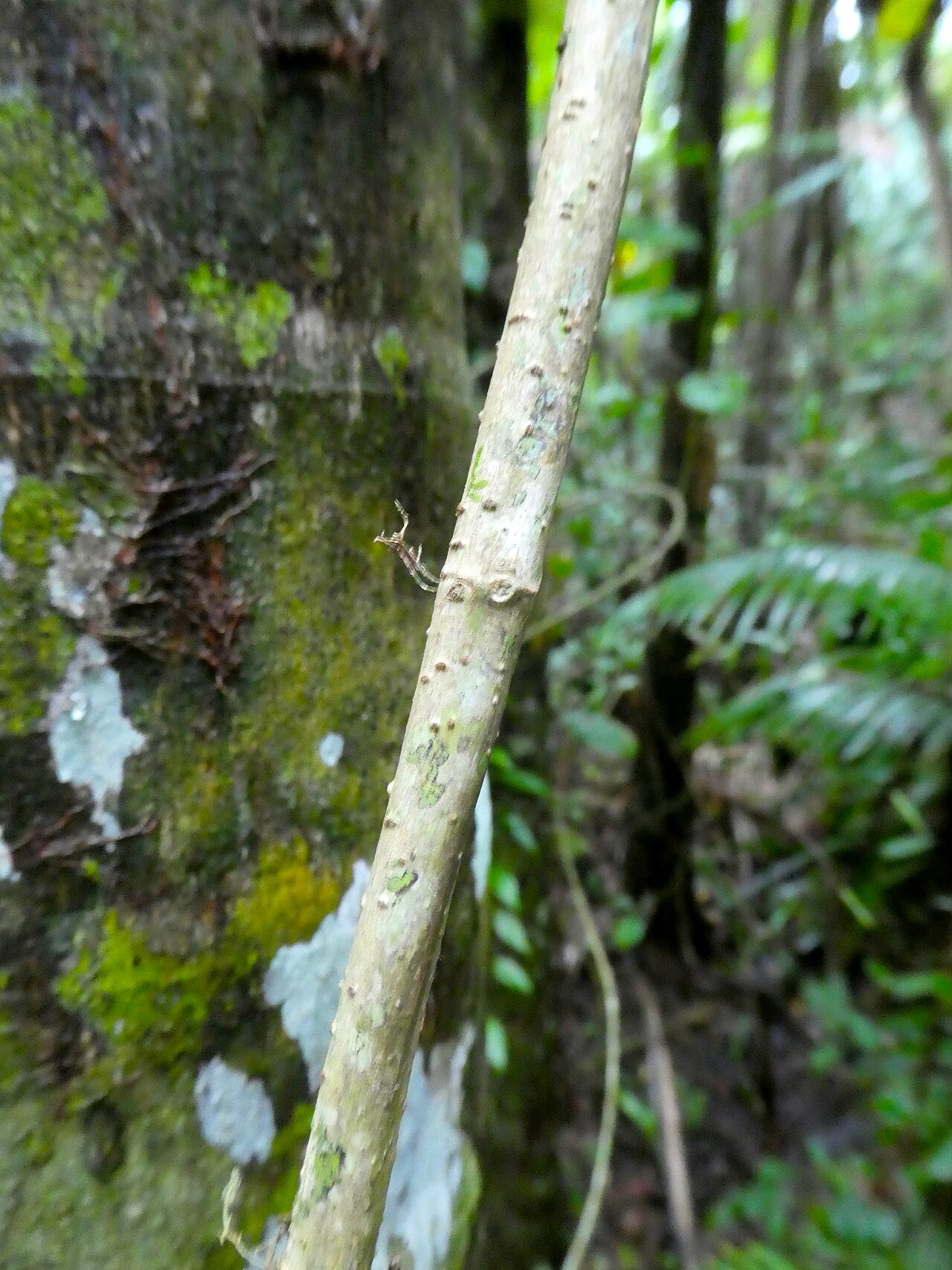 Climbing fig