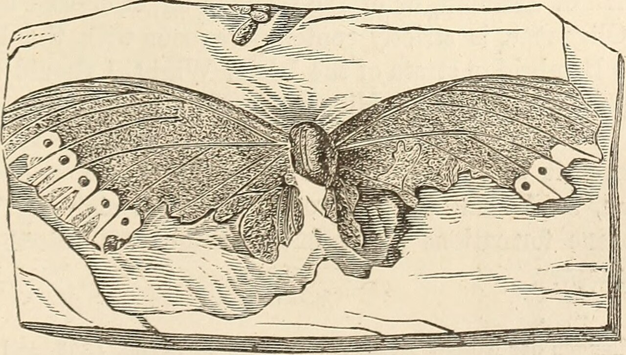 Cinnamomum lignitum