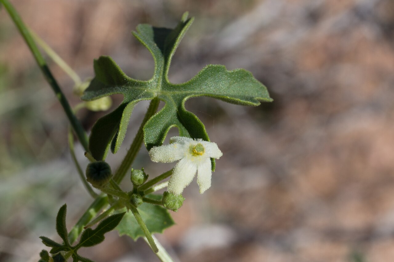 Dactyliandra welwitschii