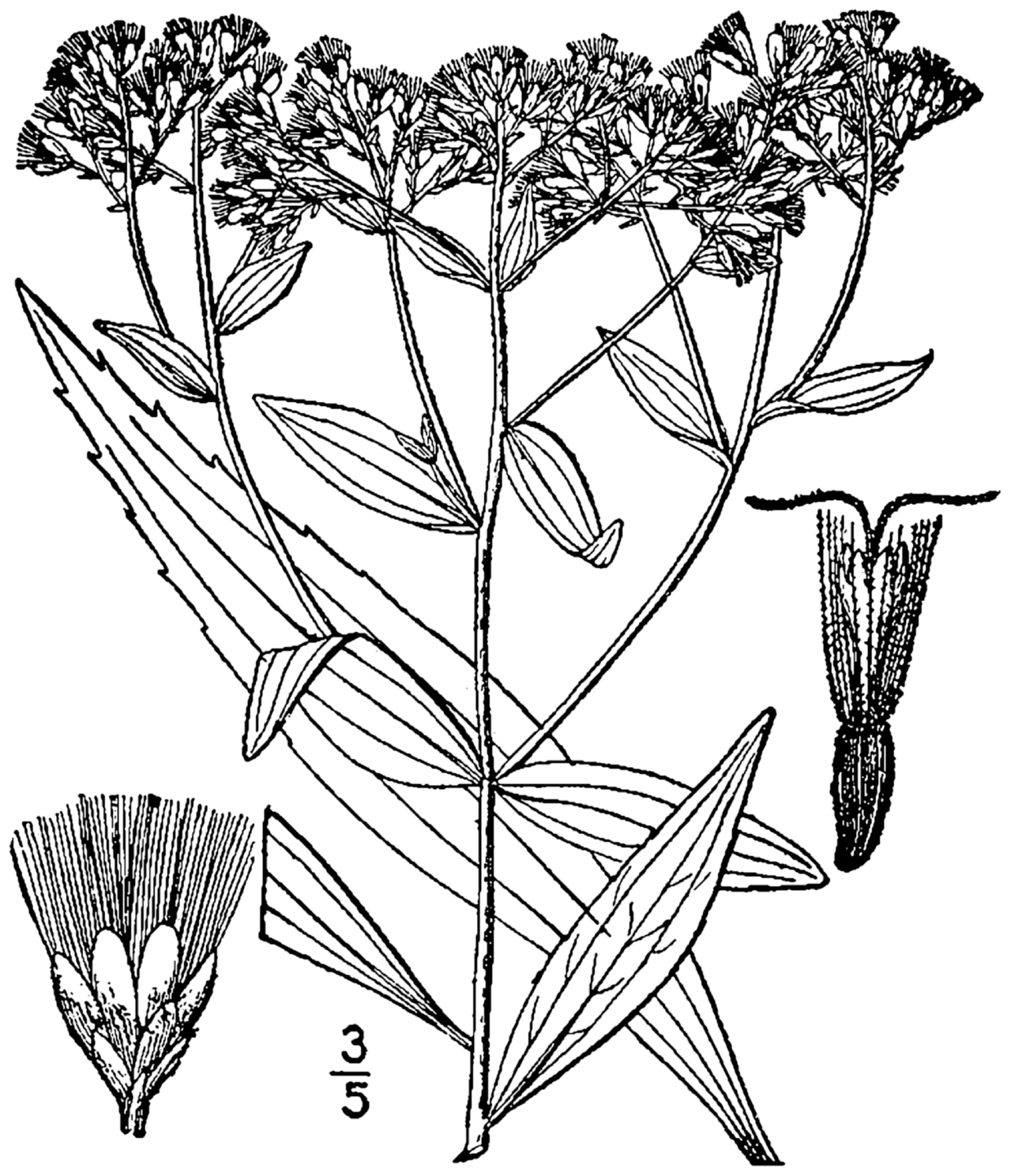 Eupatorium altissimum