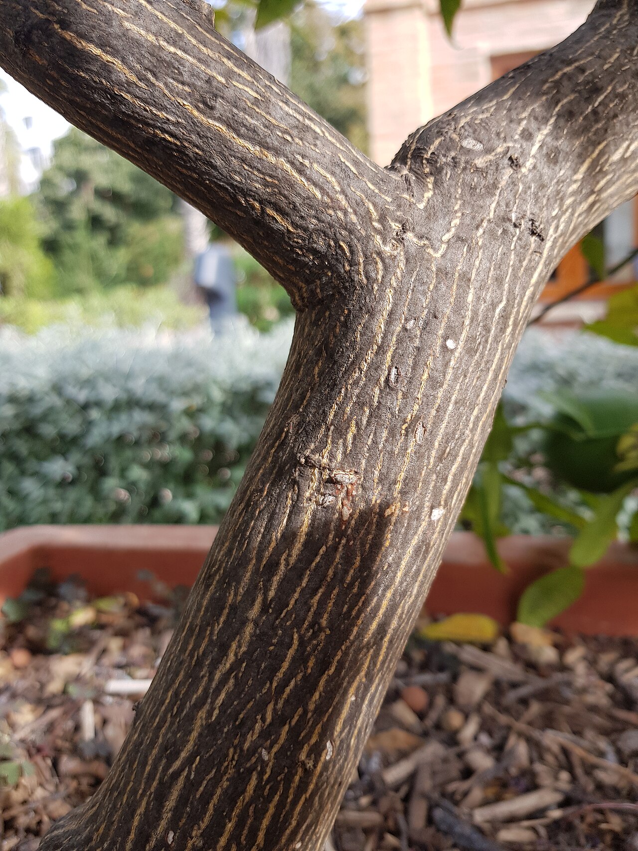 Citrus macroptera