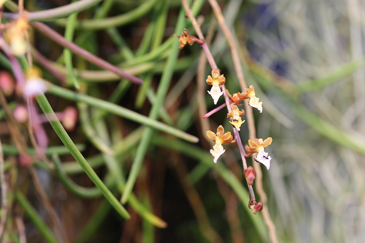 Cleisostoma simondii
