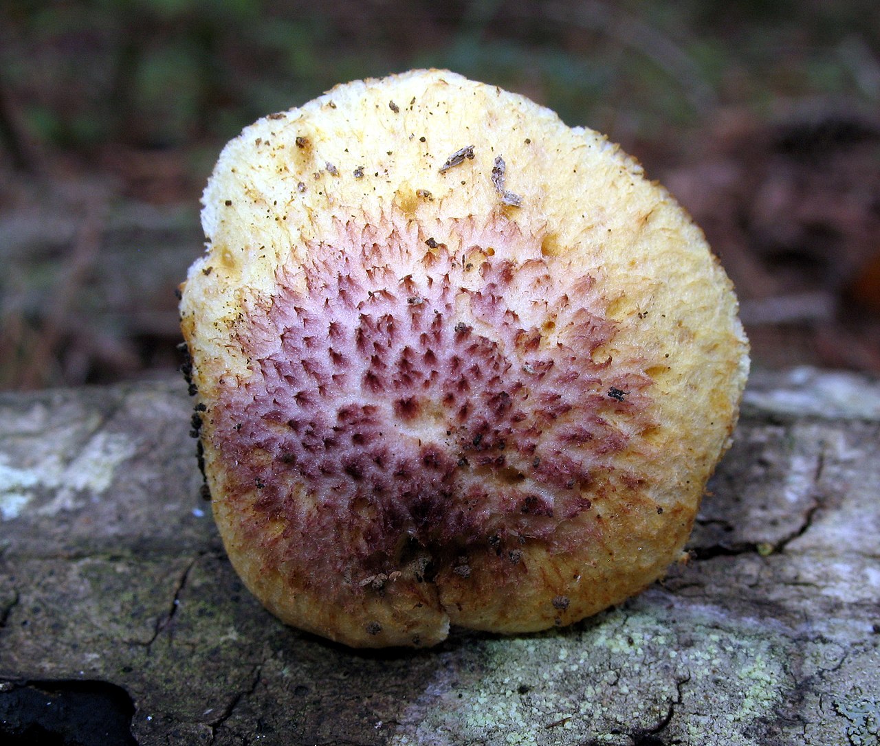 Gymnopilus peliolepis