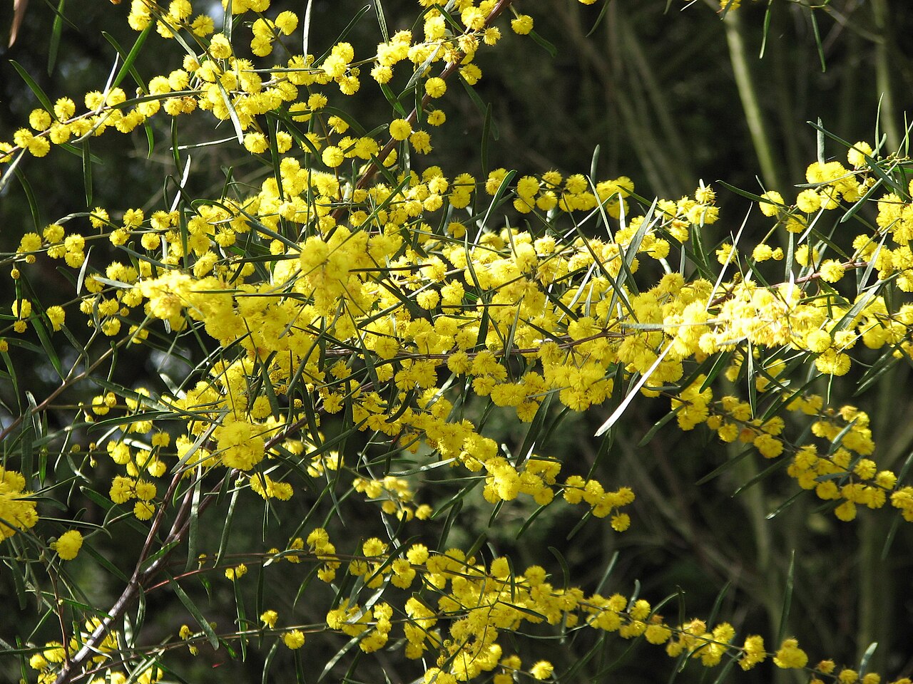 Acacia ausfeldii
