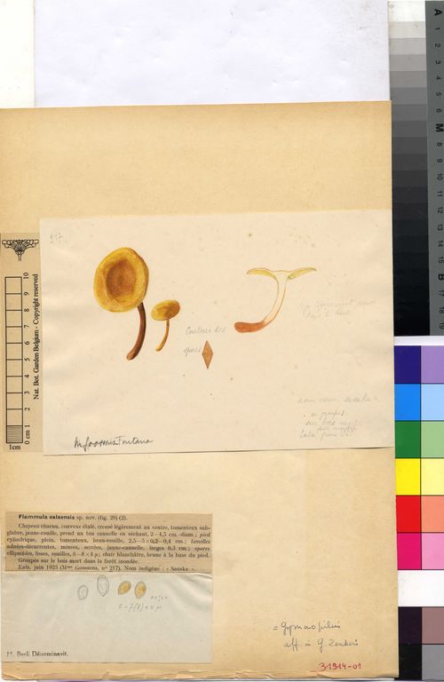 Gymnopilus zenkeri