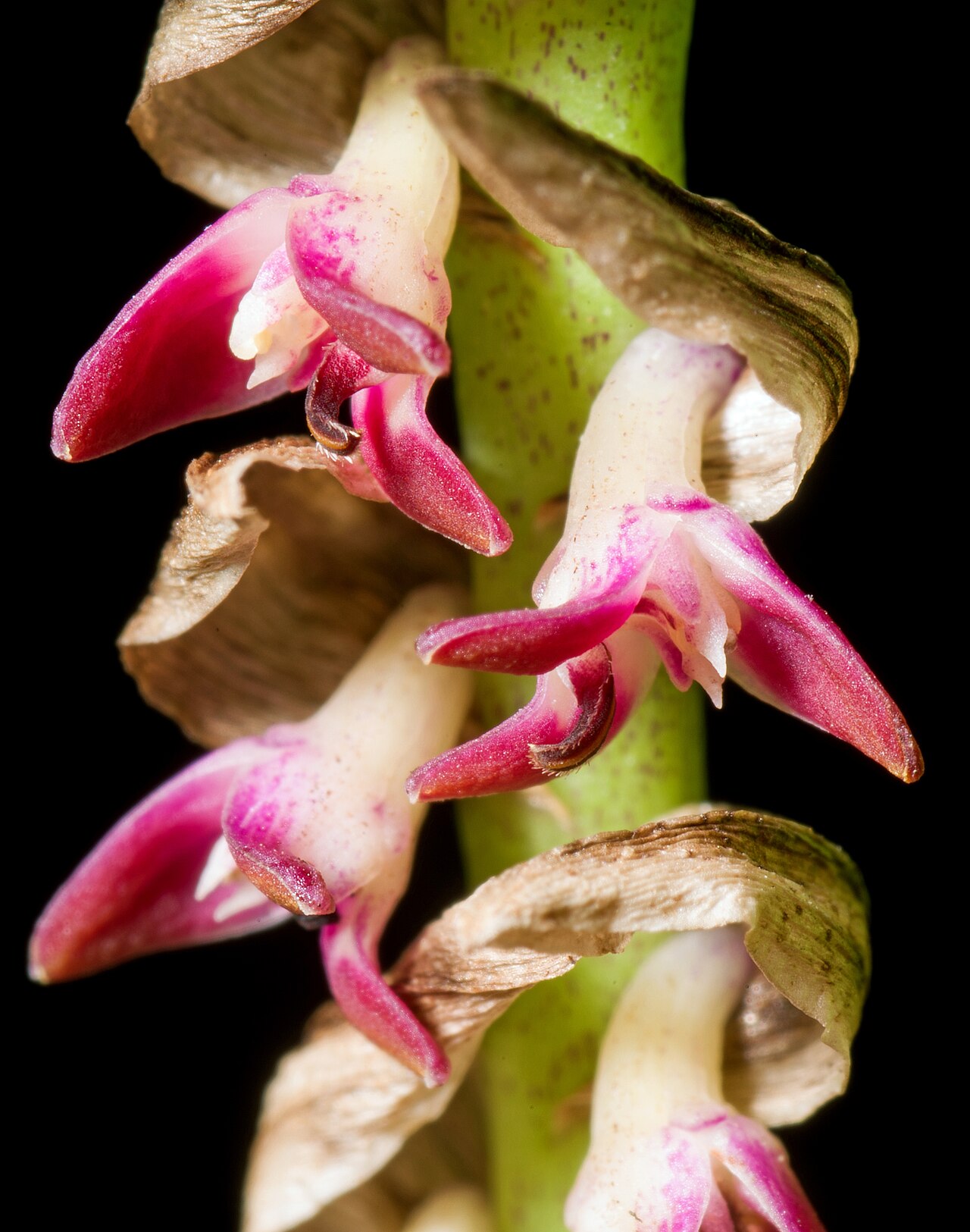 Bulbophyllum cochleatum