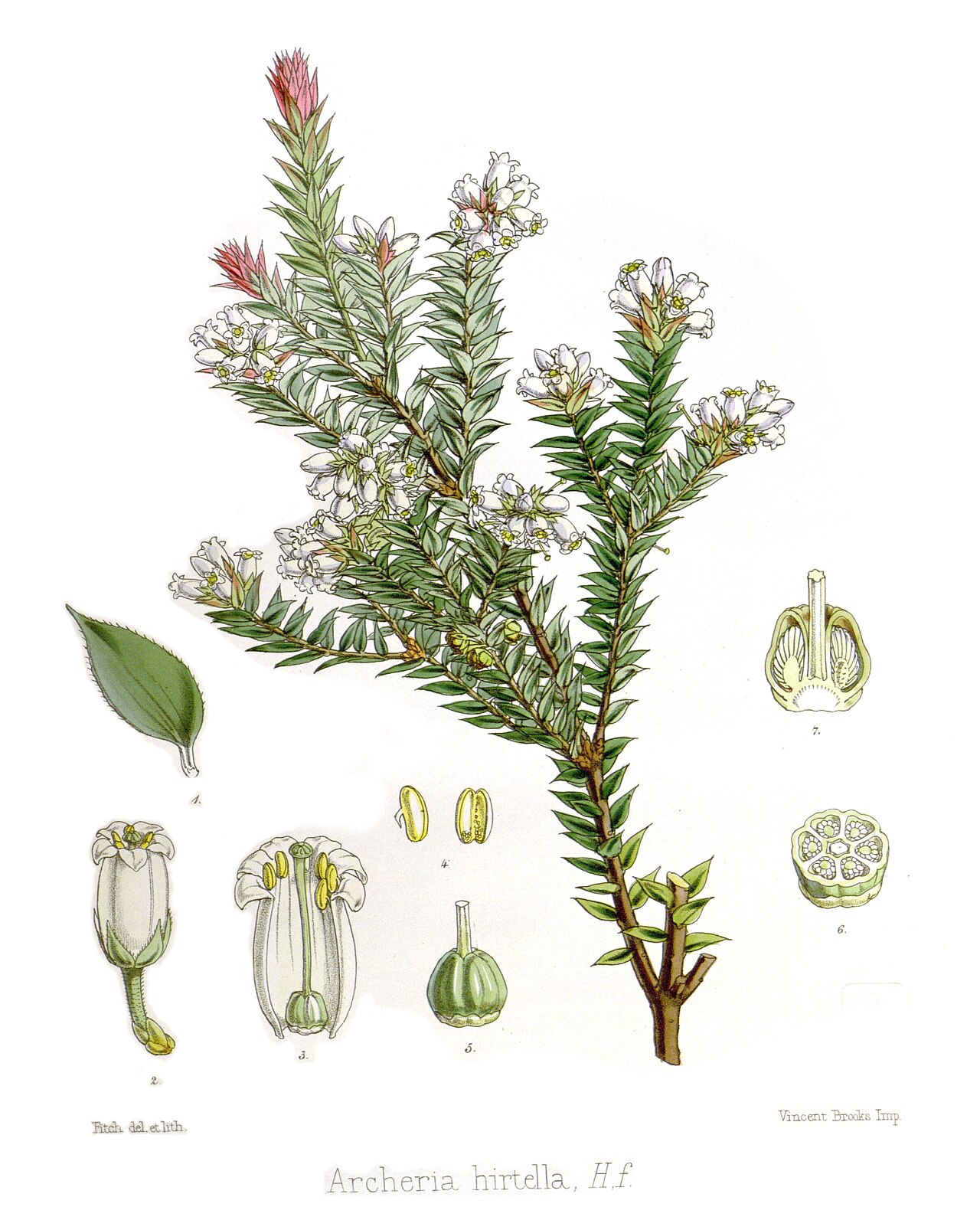 Archeria hirtella