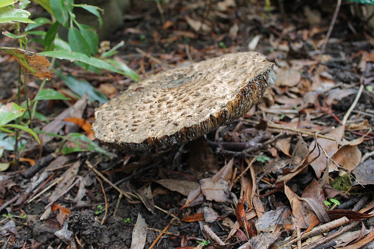 Chlorophyllum rhacodes