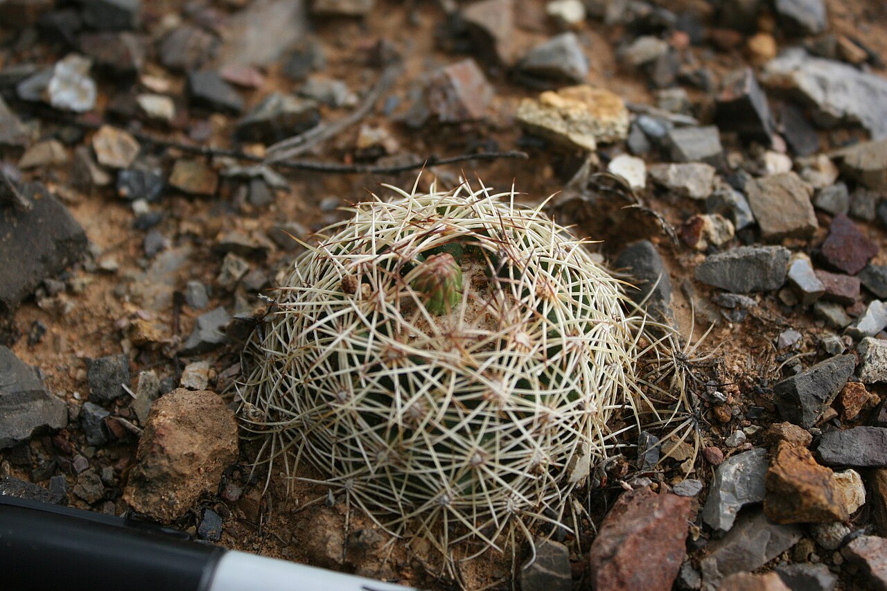Coryphantha gracilis