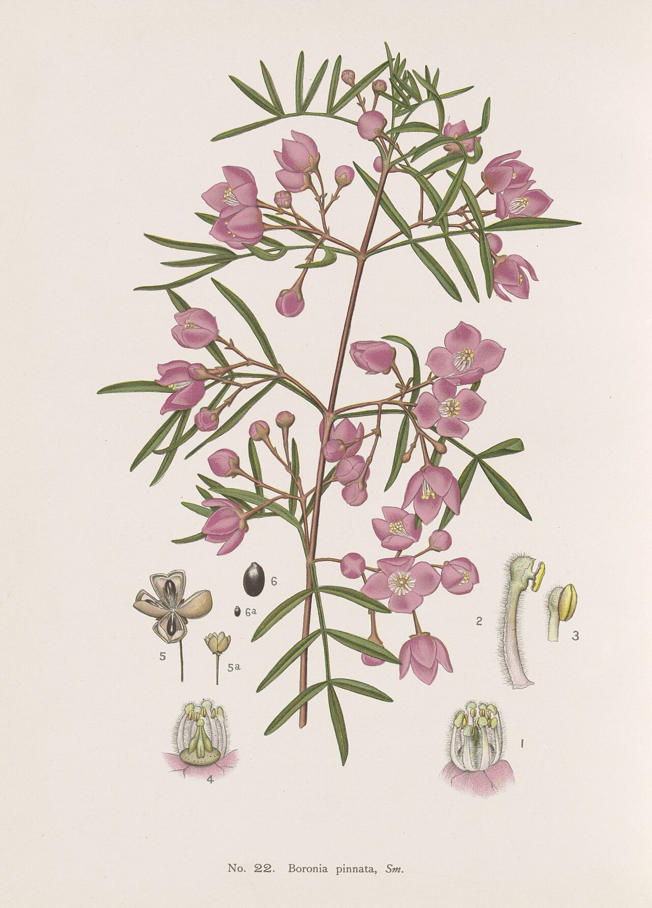 Boronia pinnata