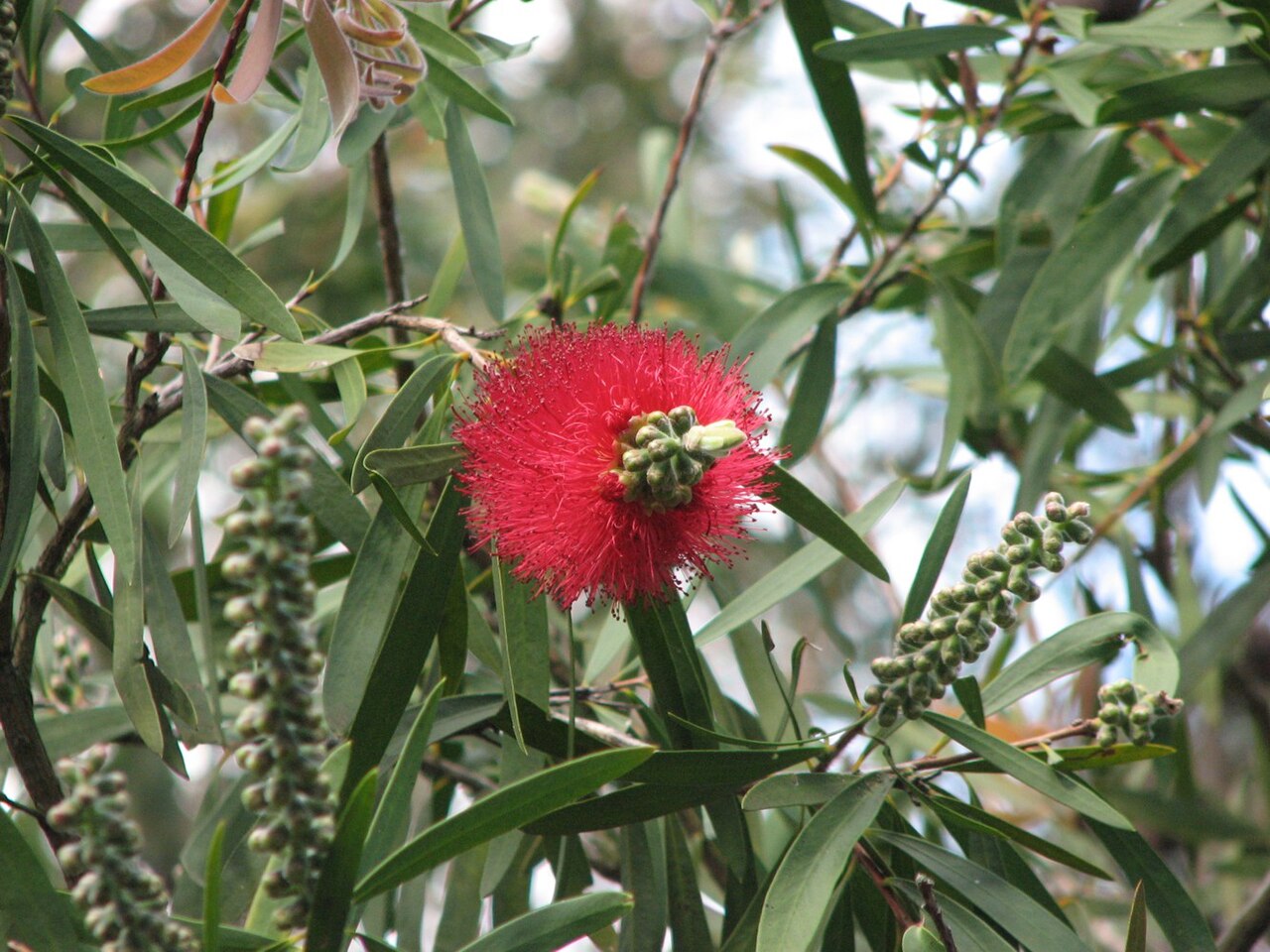 Callistemon glaucus