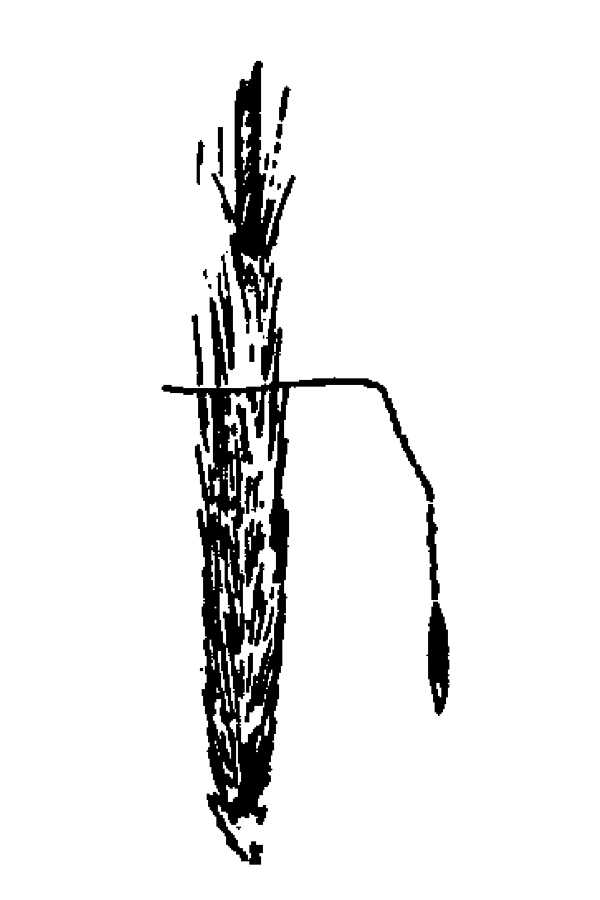 Achnatherum lettermanii