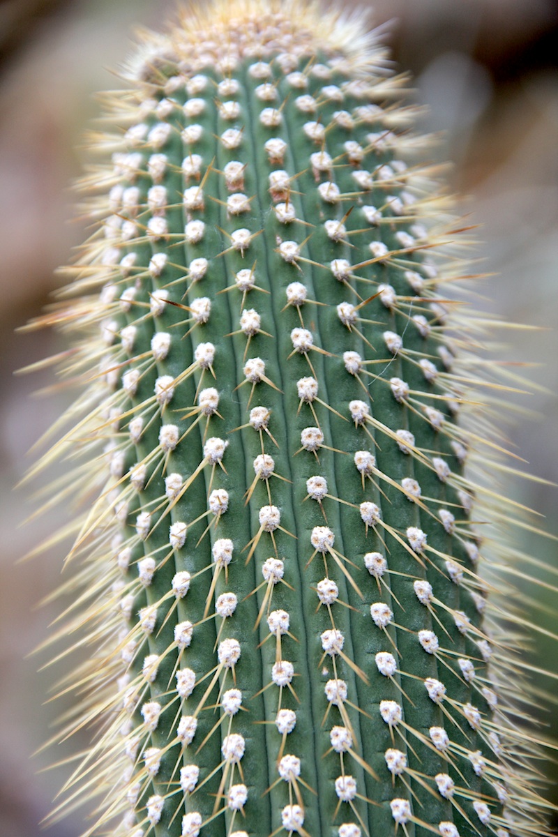 Cleistocactus micropetalus