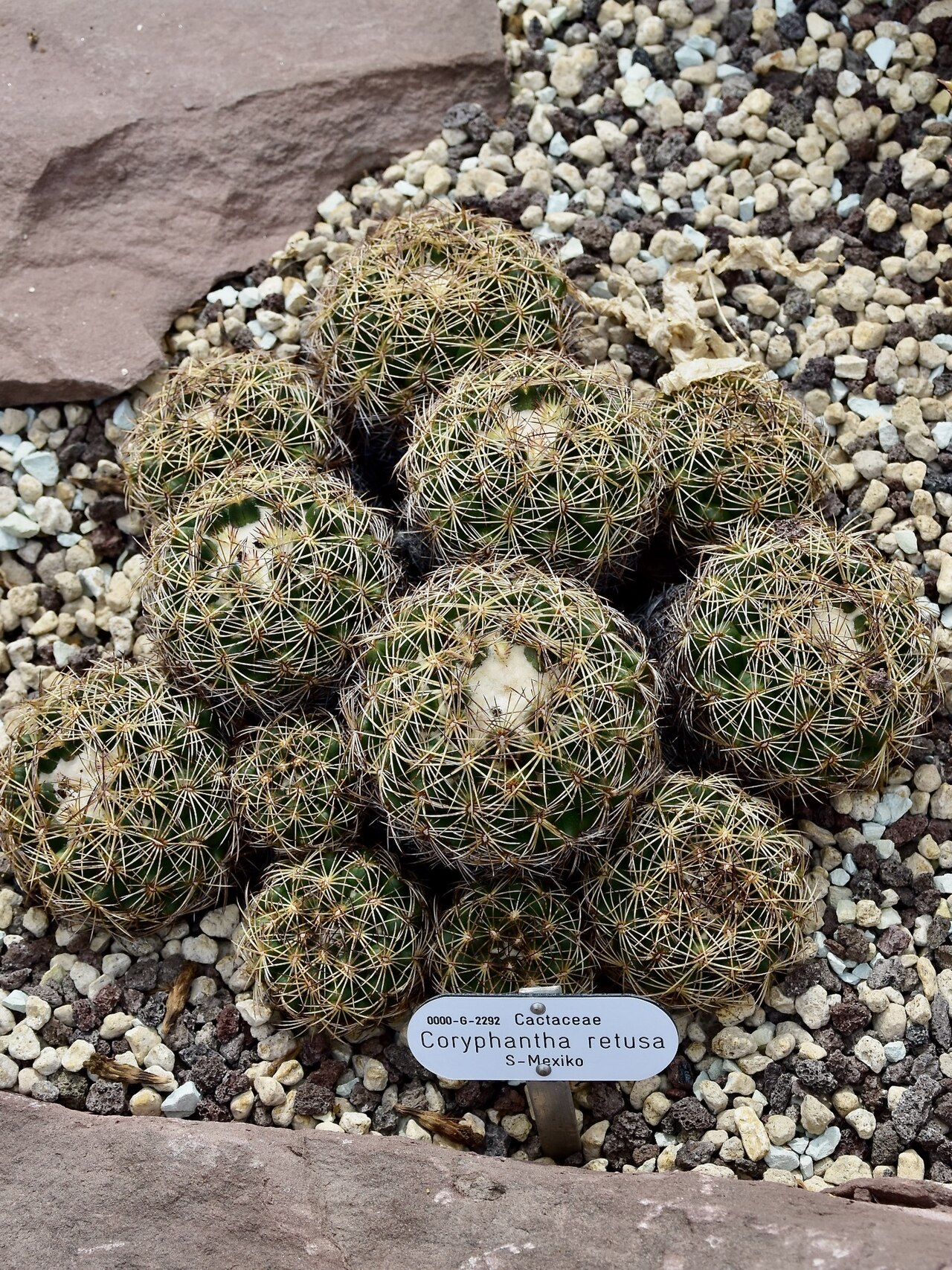 Coryphantha retusa