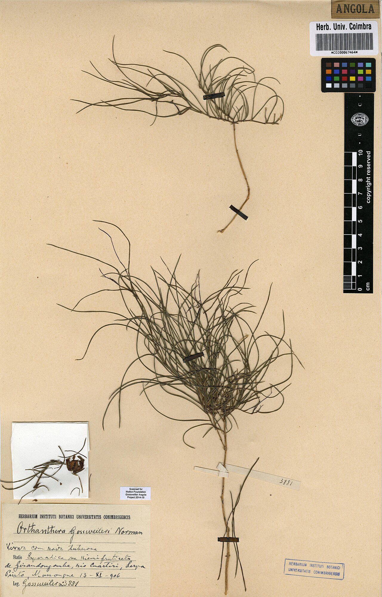 Orthanthera gossweileri