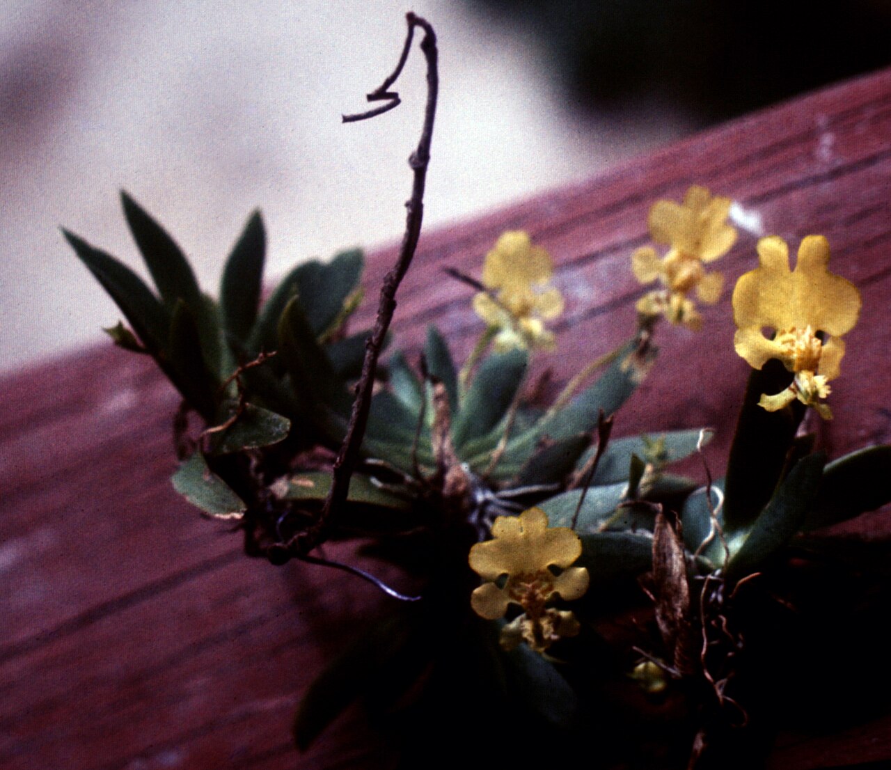 Erycina pusilla