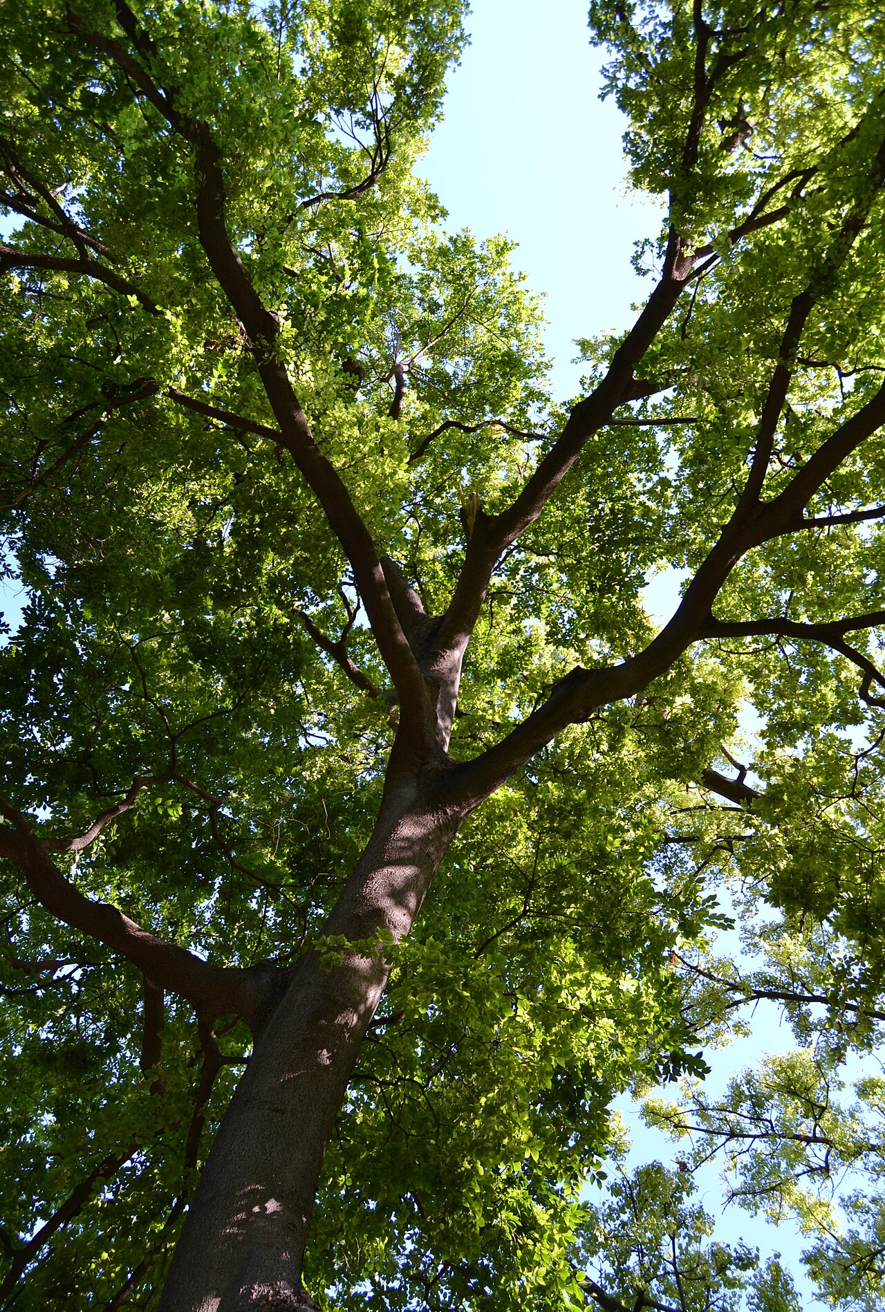 Celtis sinensis