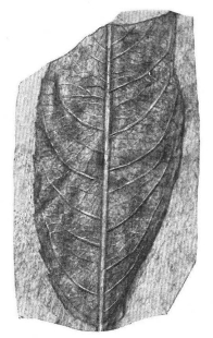 Rhus typhinoides