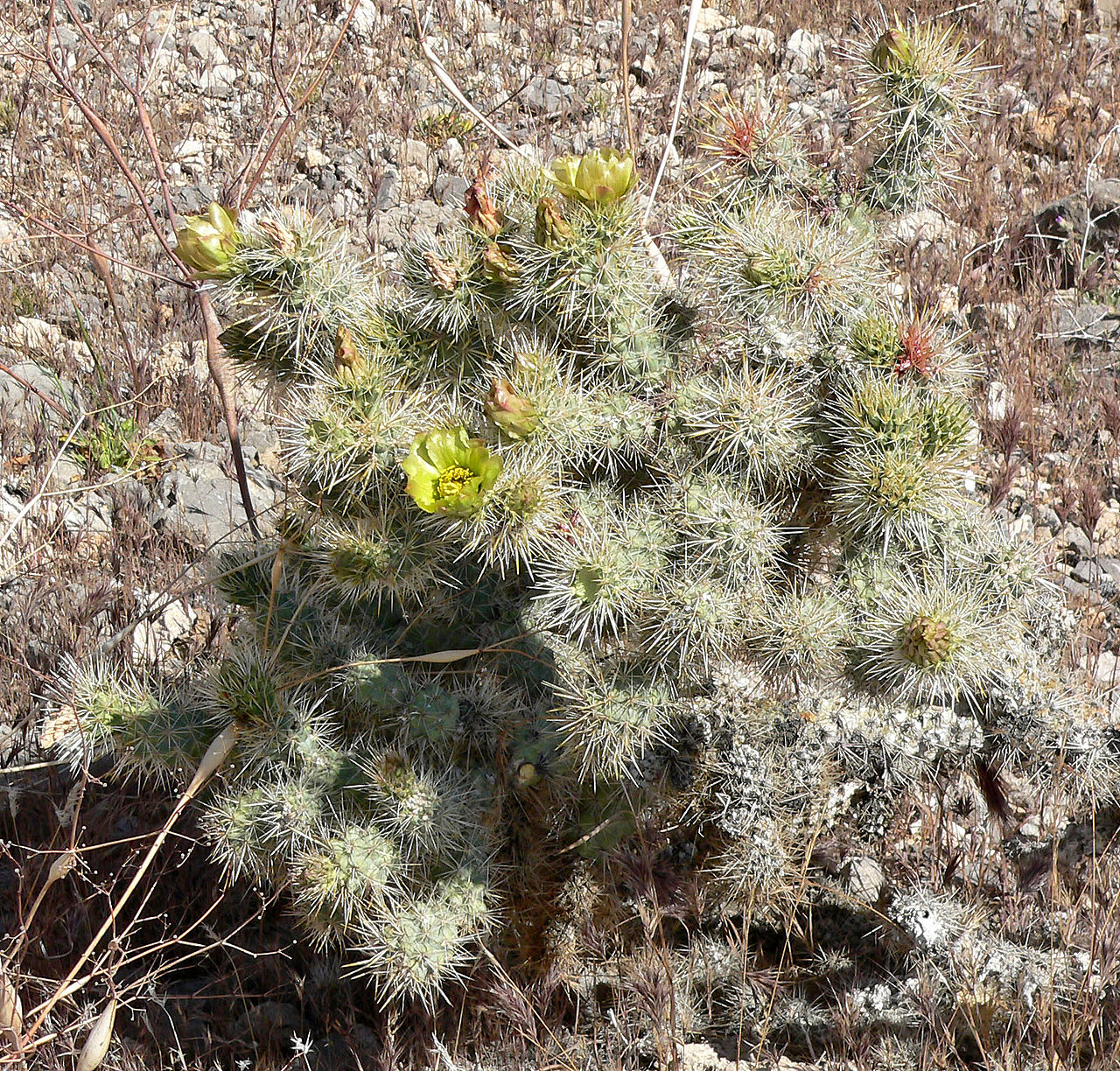 Cylindropuntia echinocarpa