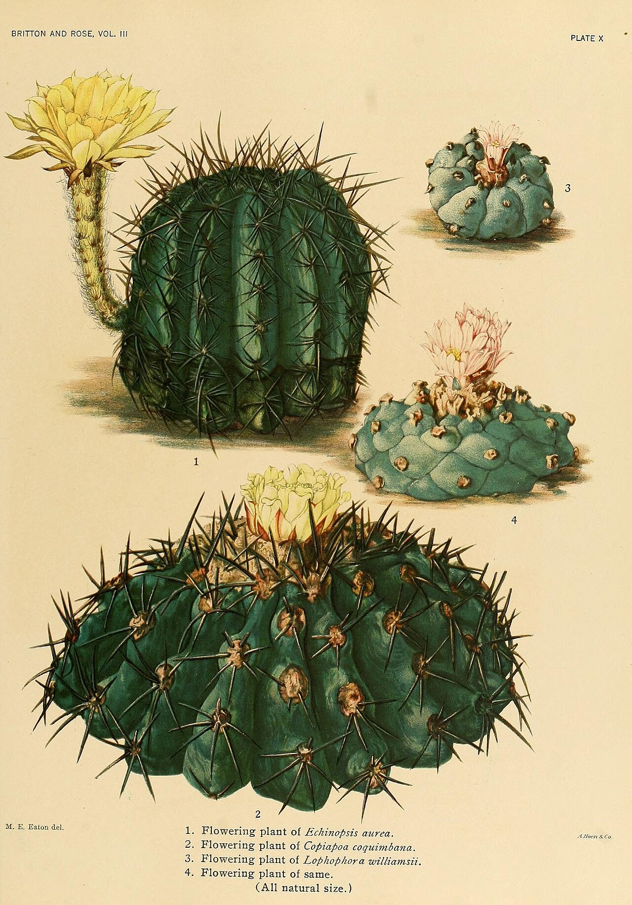 Echinopsis coquimbana