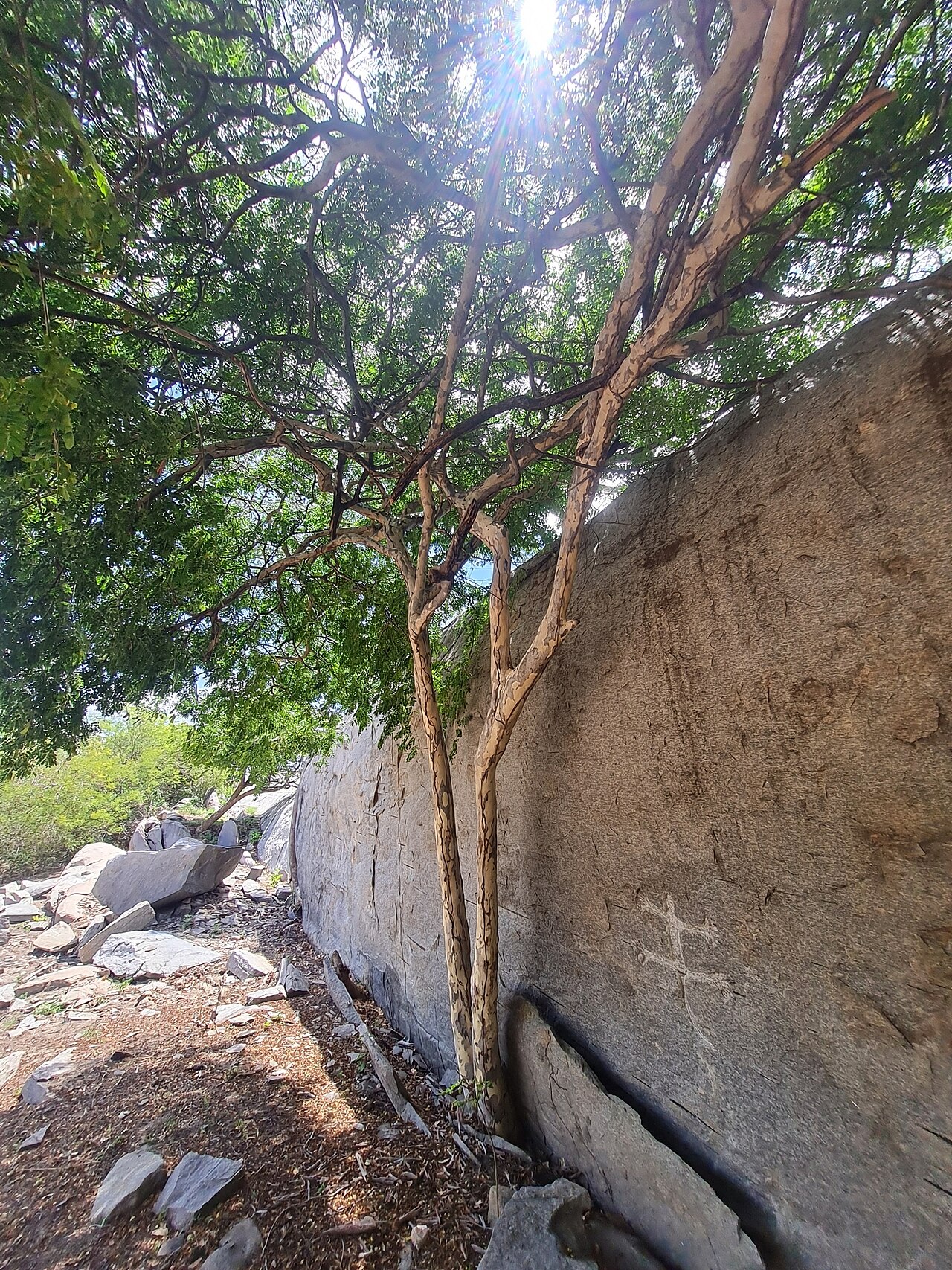 Caesalpinia ferrea