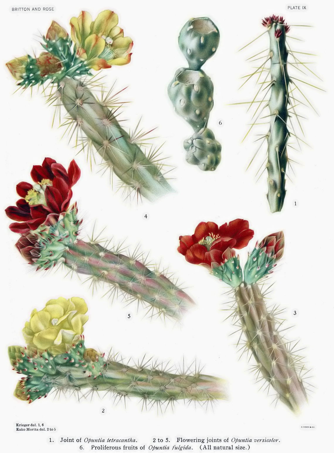 Cylindropuntia ×tetracantha