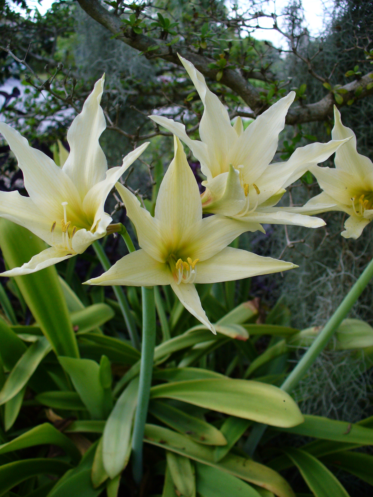 Hippeastrum evansiae